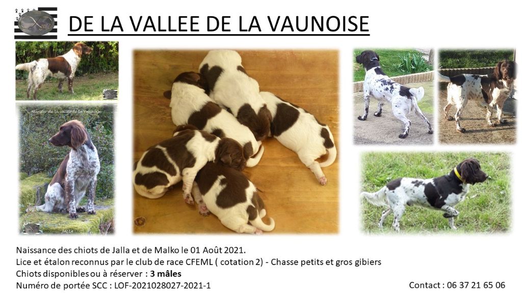 De La Vallée De La Vaunoise - Les chiots de Jalla et de Malko sont là !