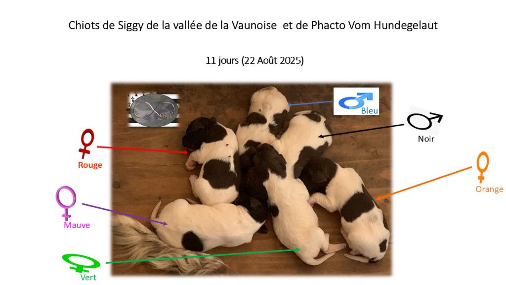 De La Vallée De La Vaunoise - Petit Epagneul de Münster - Portée née le 11/08/2025